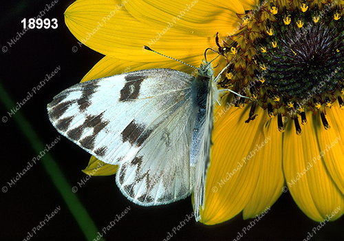 Checkered White (Pontia protodice)